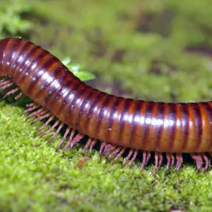 Millipede (Preserved) - Each