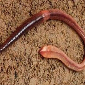 Lumbricus 9 - 12-in. (100+) - Each