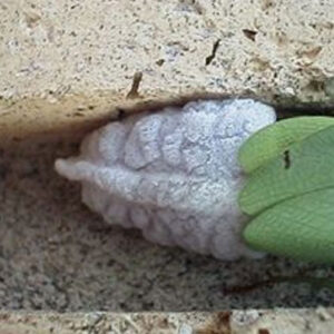 Mantis Eggs - Each
