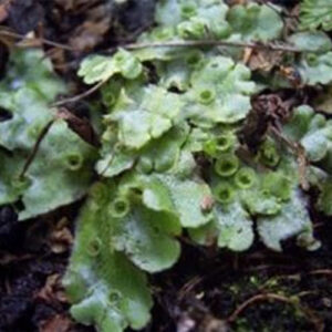 Marchantia