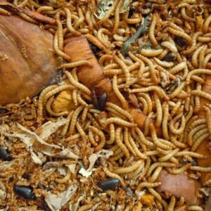 Mealworms