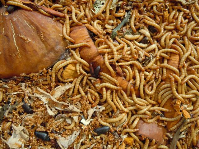 Mealworms