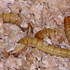 Mealworms