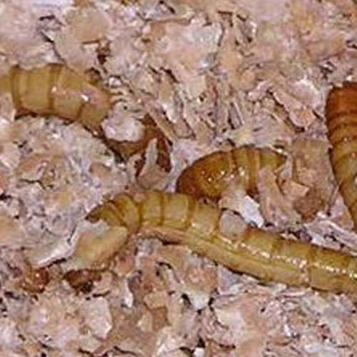Mealworms