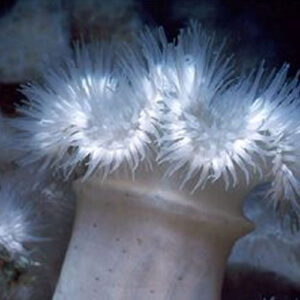 Metridium (Sea Anemone) - Each