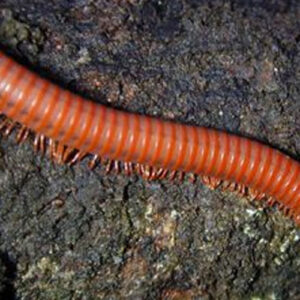 Millipedes