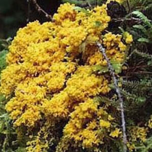 Physarum (Sclerotium) - Each