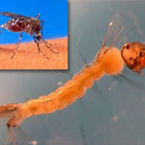 Mosquito Larvae & Pupa - Class 30