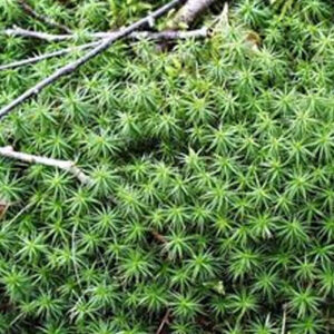 Polytrichum