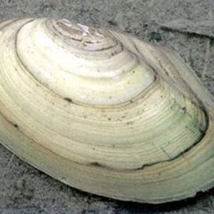 Mussels 3-5-in. (10+) - Each