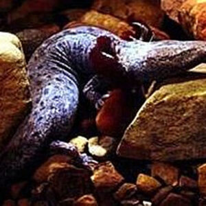 Necturus Double Injected (Mudpuppy) - Each