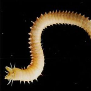 Nereis (Clam Worm) 10+ - Each