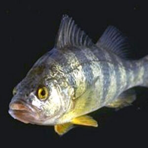 Perch Plain 5-7-in. - Each