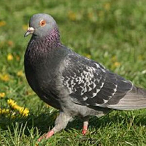 Pigeons Plain (10+) - Each
