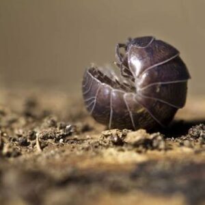 Pillbugs