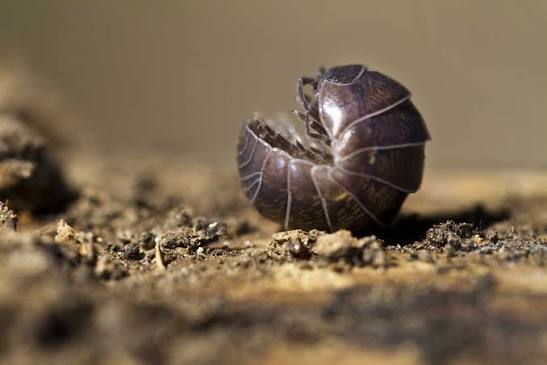 Pillbugs