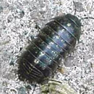 Pillbugs - Class 25