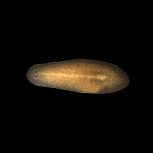 Planaria Brown