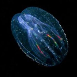 Pleurobranchia Sea Walnut - pk/10