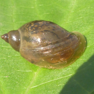 Pond Snails