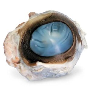 Cow Eyes (10+) - Each