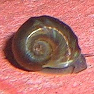 Ramshorn Snails