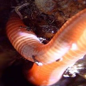 Redworms