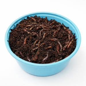 Redworms