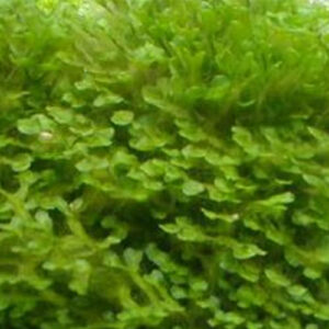 Riccia - Aquatic Liverwort (Crystalwort)