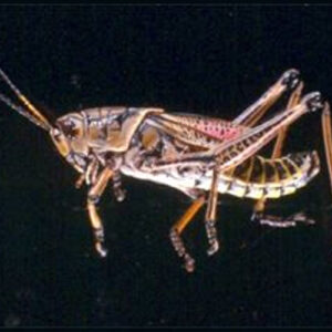 Romalea (Lubber Grasshopper) 10+ - Each