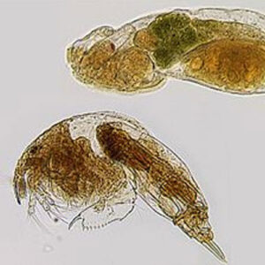 Rotifers