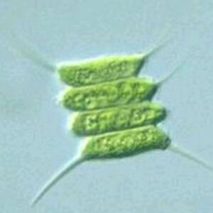 Scenedesmus