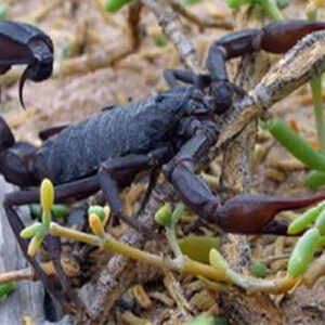 Scorpions 100+ - Each