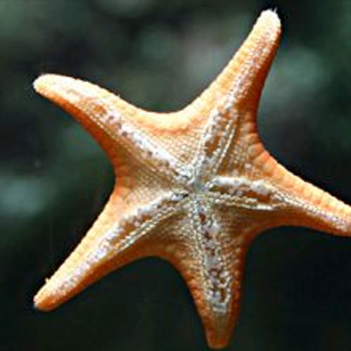 Sea Stars 3-6 in. (10+) - Each