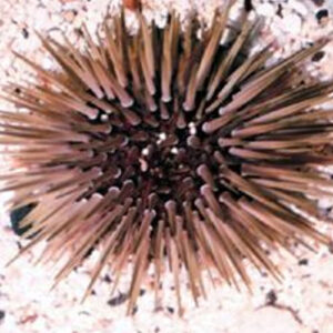 Sea Urchin - Each