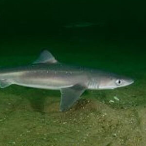 Shark Double Injected 22-27-in. (10+) - Each