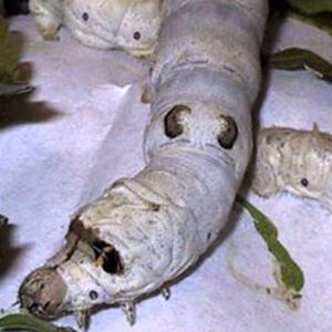 Silkworm Food