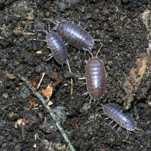 Sowbugs
