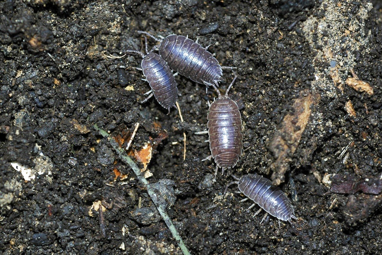 Sowbugs