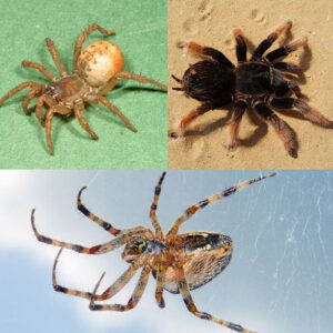 Spiders (Non Specific) - Each