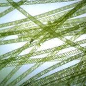 Spirogyra