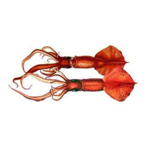 Squid Plain 6-8-in. - Each