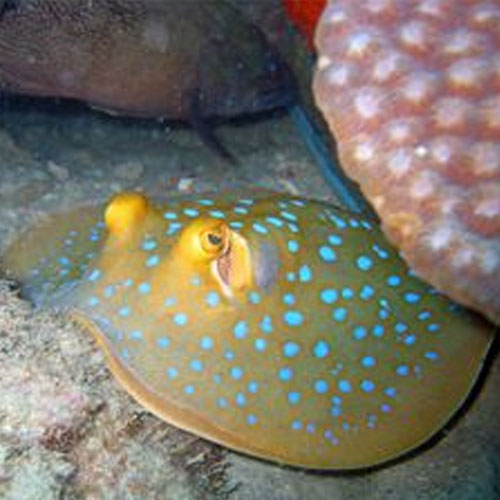 Stingray Plain - Each