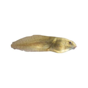 Tadpoles (Various Sizes)