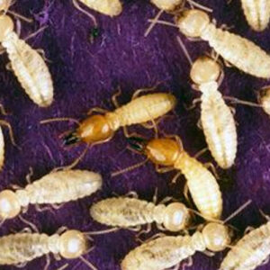 Termites (Large)