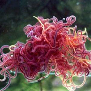 Tubifex Worms