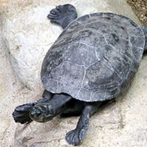 Turtles Double Injected 8-10-in. - Each
