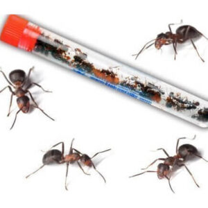 Ants - Vial of 25 -30